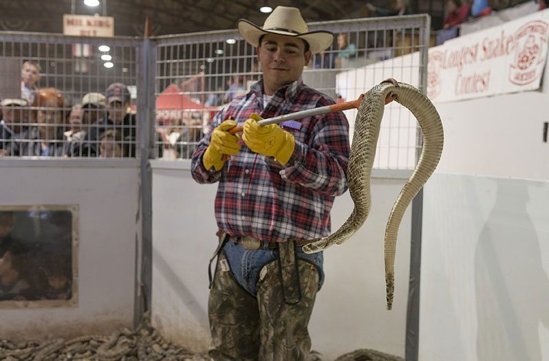 West Texas’ Sweetwater Rattlesnake Roundup Will Blow Your Mind