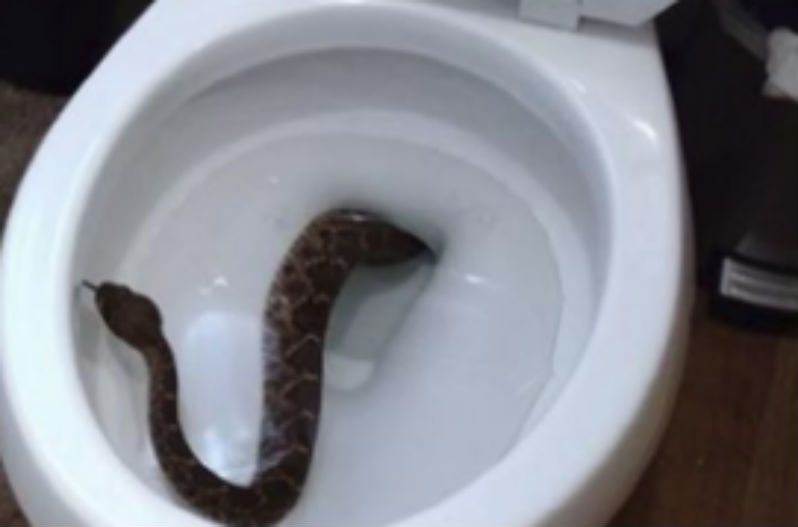 https://www.wideopencountry.com/wp-content/uploads/sites/4/2017/02/rattlesnake-toilet.jpg?fit=798%2C527