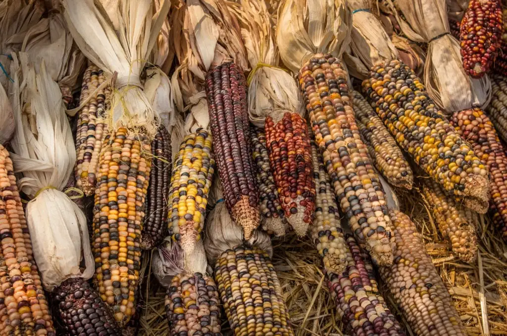 ears of corn