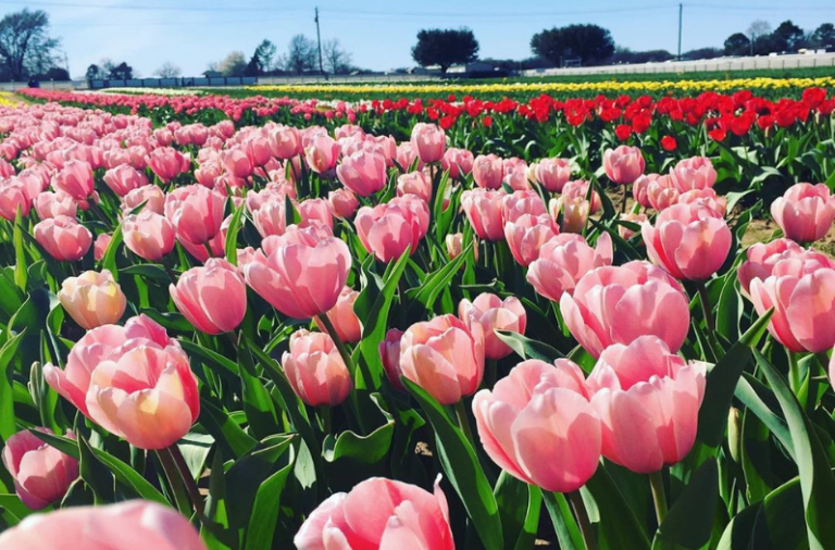 Texas Tulips Giant Farm Set to Open Near San Antonio