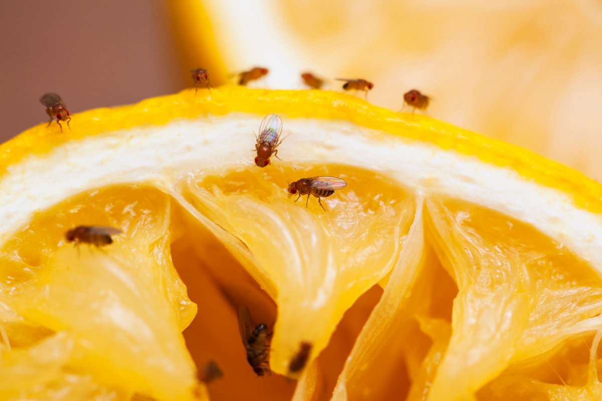 The Old Farmers Almanac - In the kitchen, a fruit fly infestation