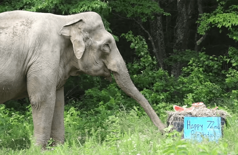 Elephant Sanctuary in Tennessee Provides Refuge for Captive Elephants