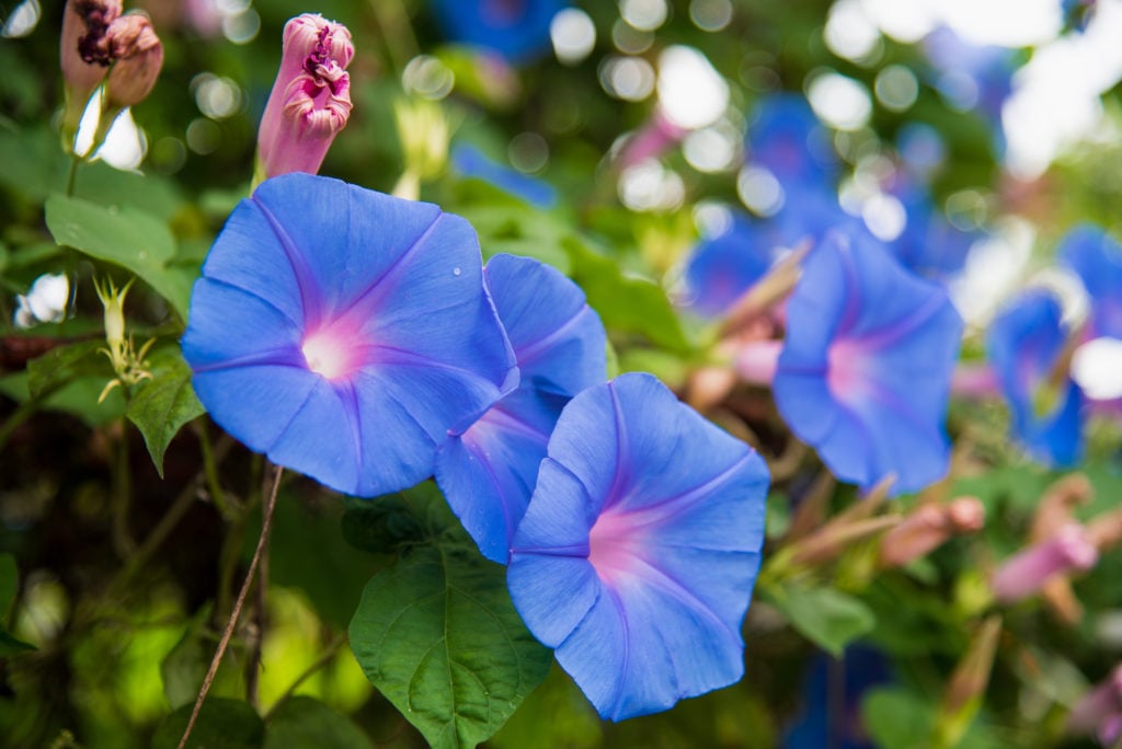 fast growing flowers