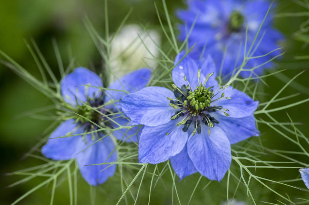 fast growing flowers