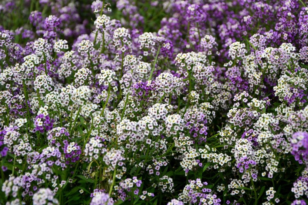 fast growing flowers