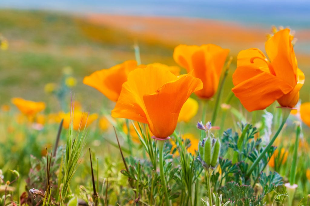 fast growing flowers