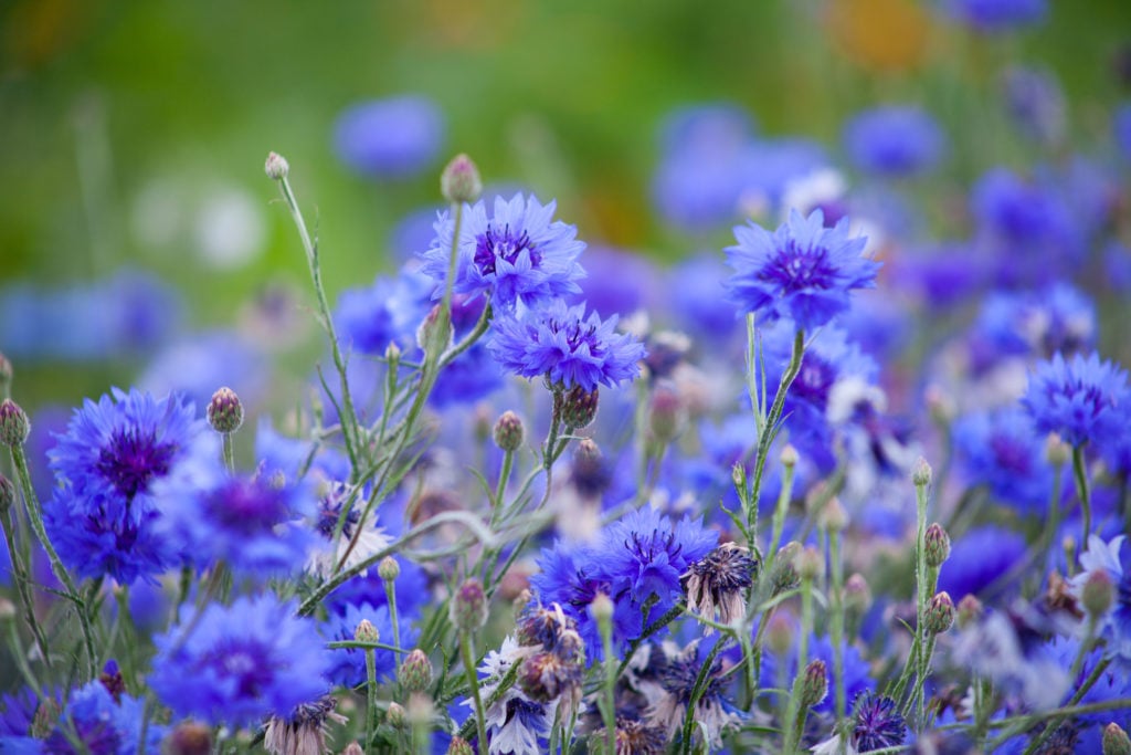 fast growing flowers