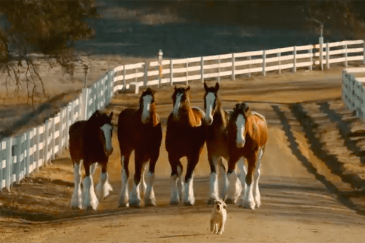 Budweiser's 'Reunited With Buds' Ad Teams the Clydesdales With a Puppy