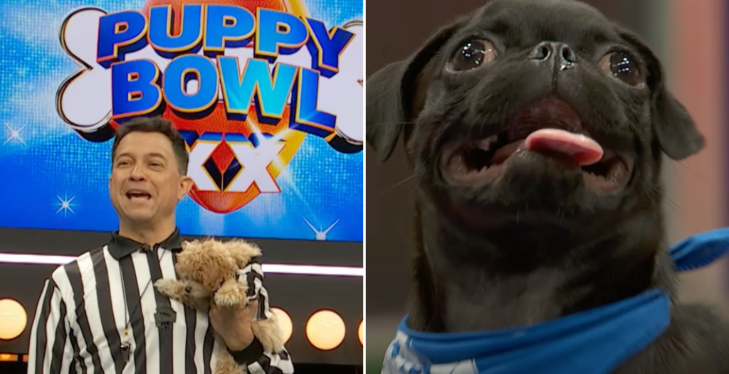 Puppy Bowl 2024 How to Watch the 'Puppiest' Puppy Bowl Ever