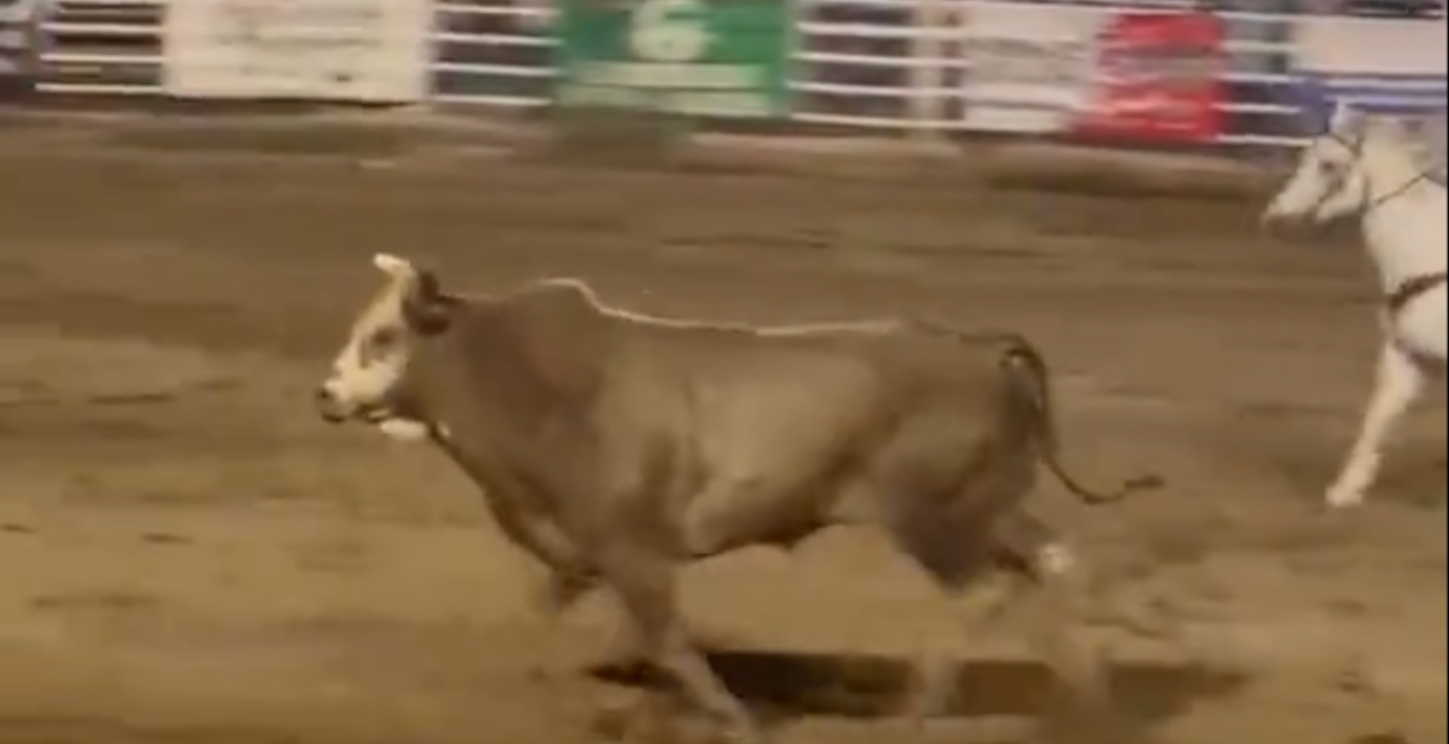 Shocking Video Shows Moment Escaped Bull Smashes Into Rodeo Visitor