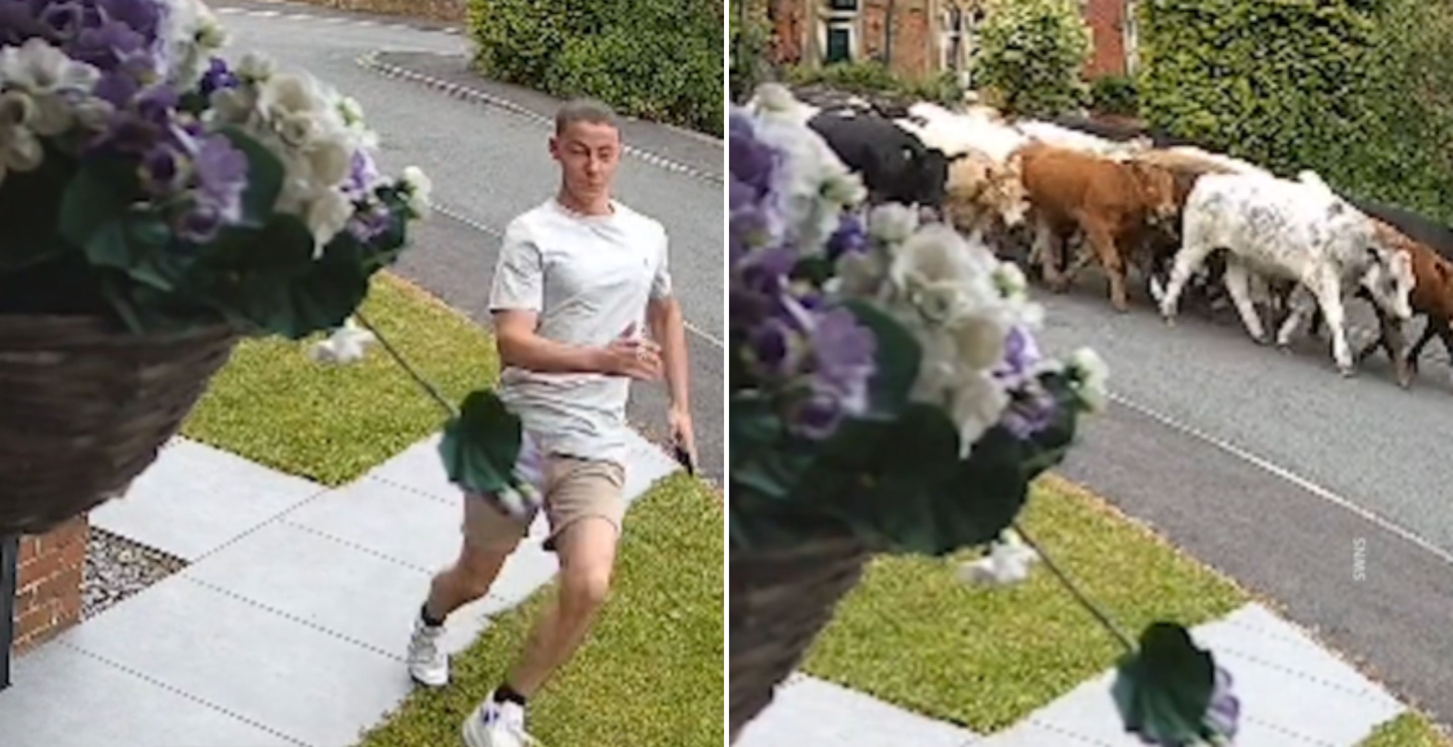 Watch A 16-Year-Old Teen Run For His Life From A Massive Herd Of Escaped Cows