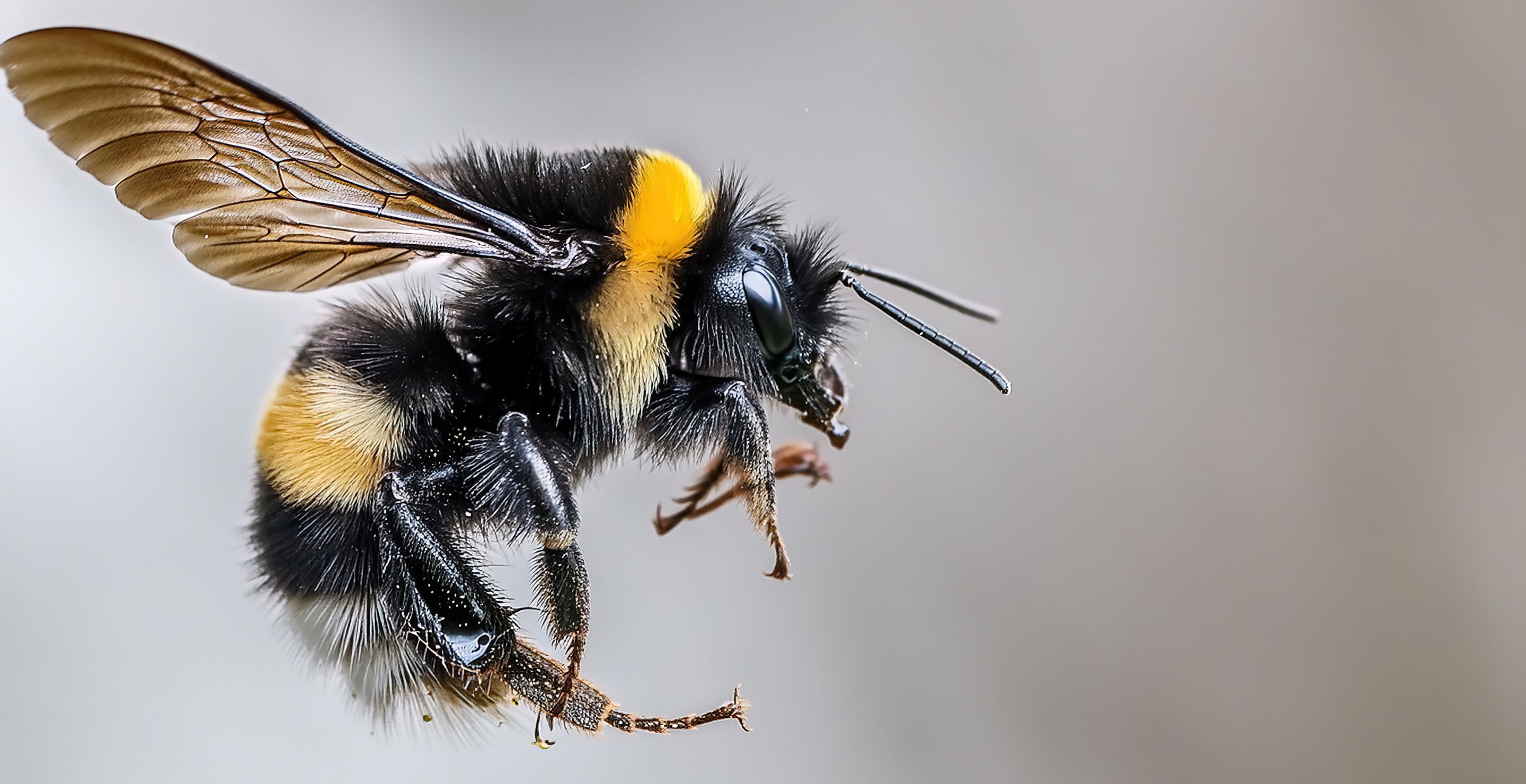 A Bee Just Ruined An Olympian's Dream At Gold