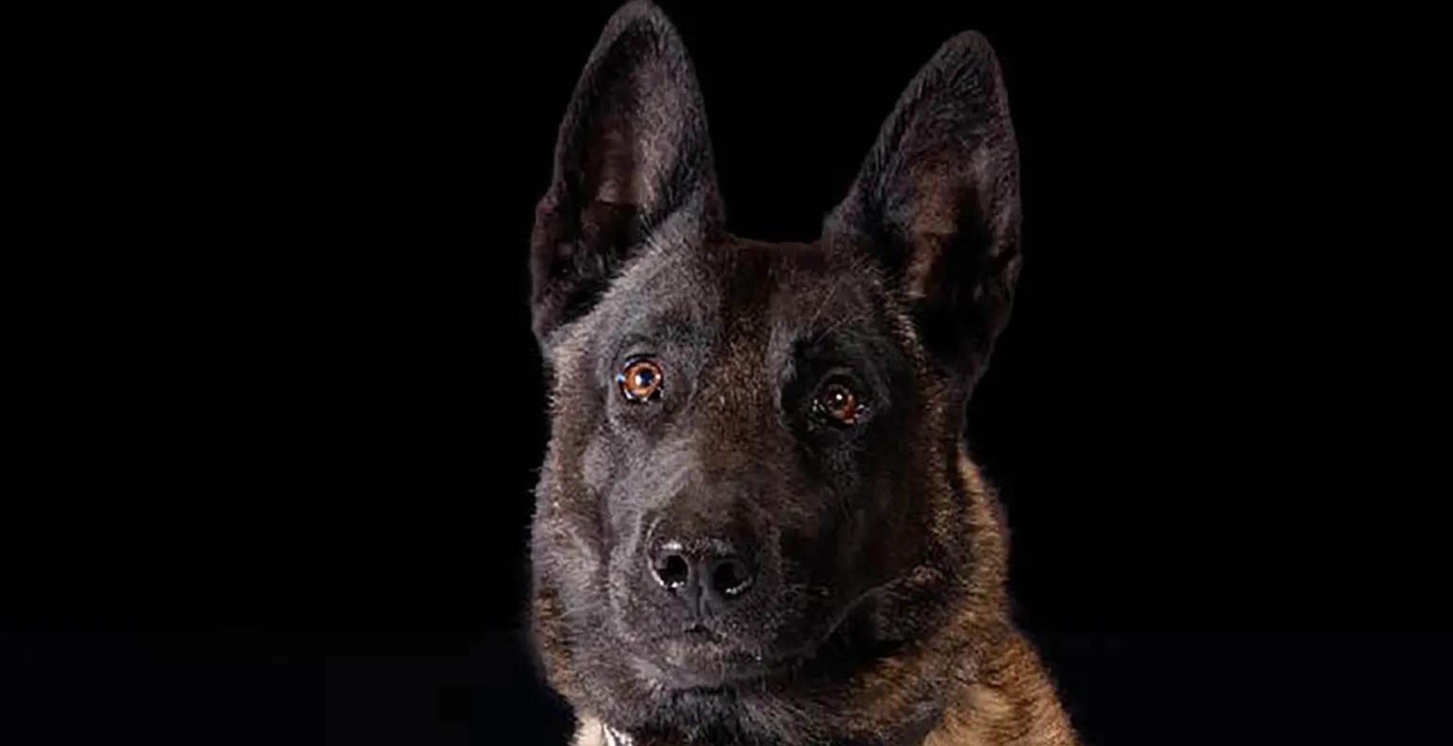 Police Dog Dies After AC Malfunctions In Police Car