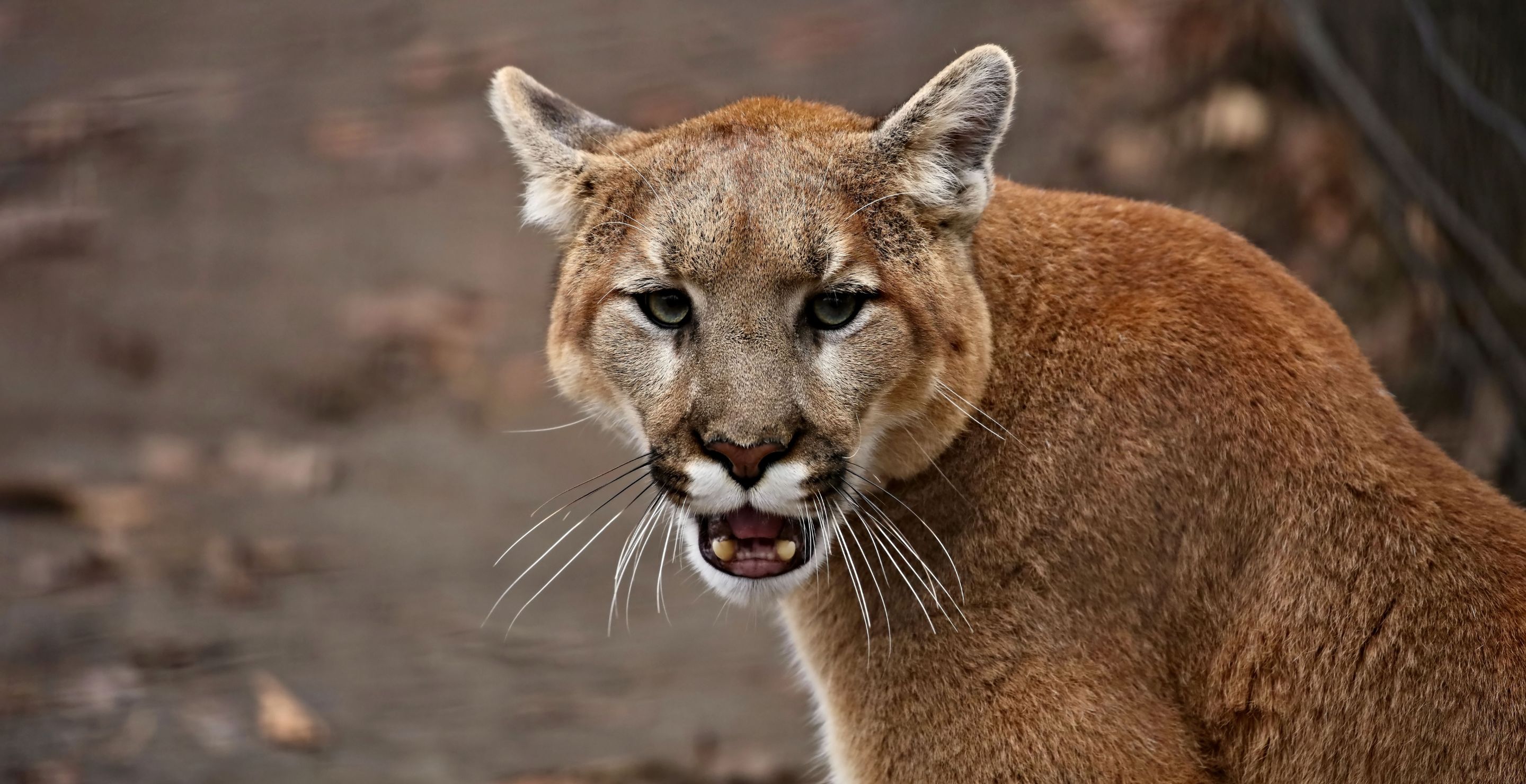 Heroic Father Pries 5-Year-Old Son From Jaws Of Hungry Mountain Lion