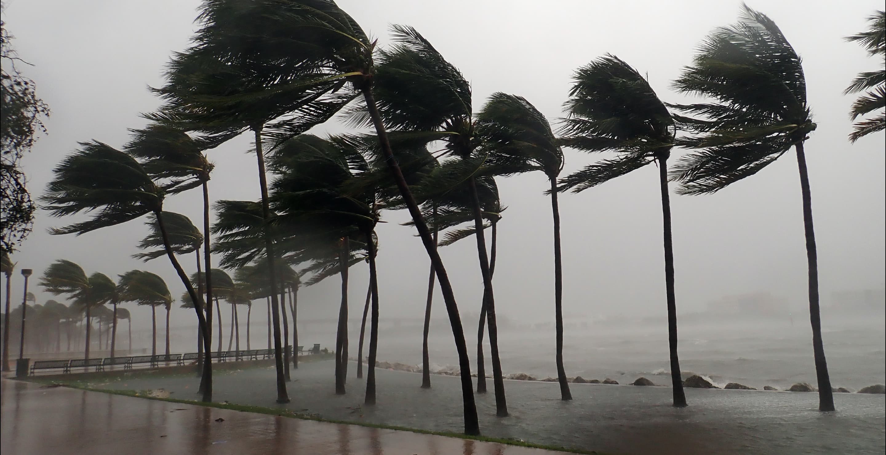 Hurricane Trees Florida