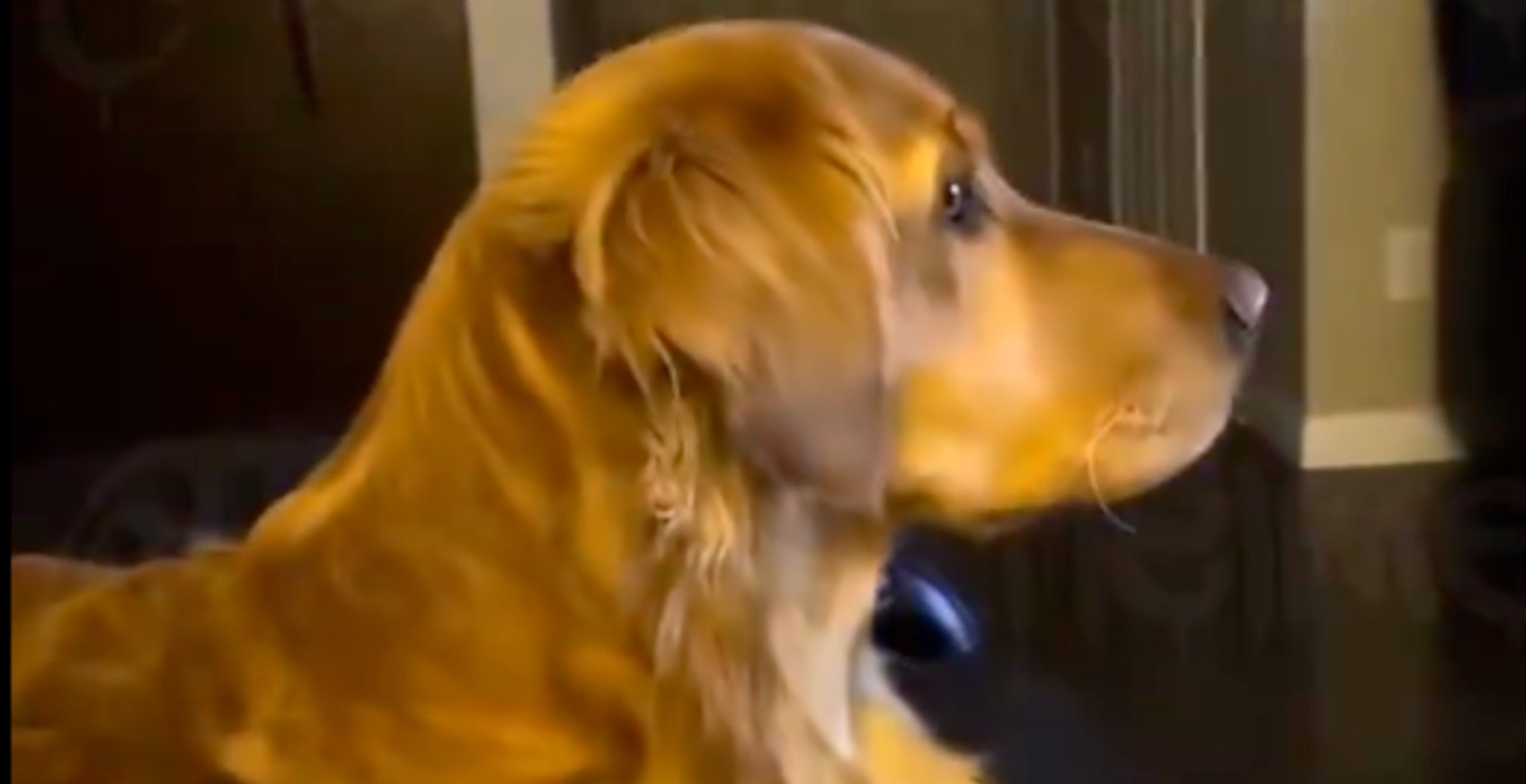 Video Of Golden Retriever's Reaction To Trump Saying 'Dog Was Eaten' Goes Viral