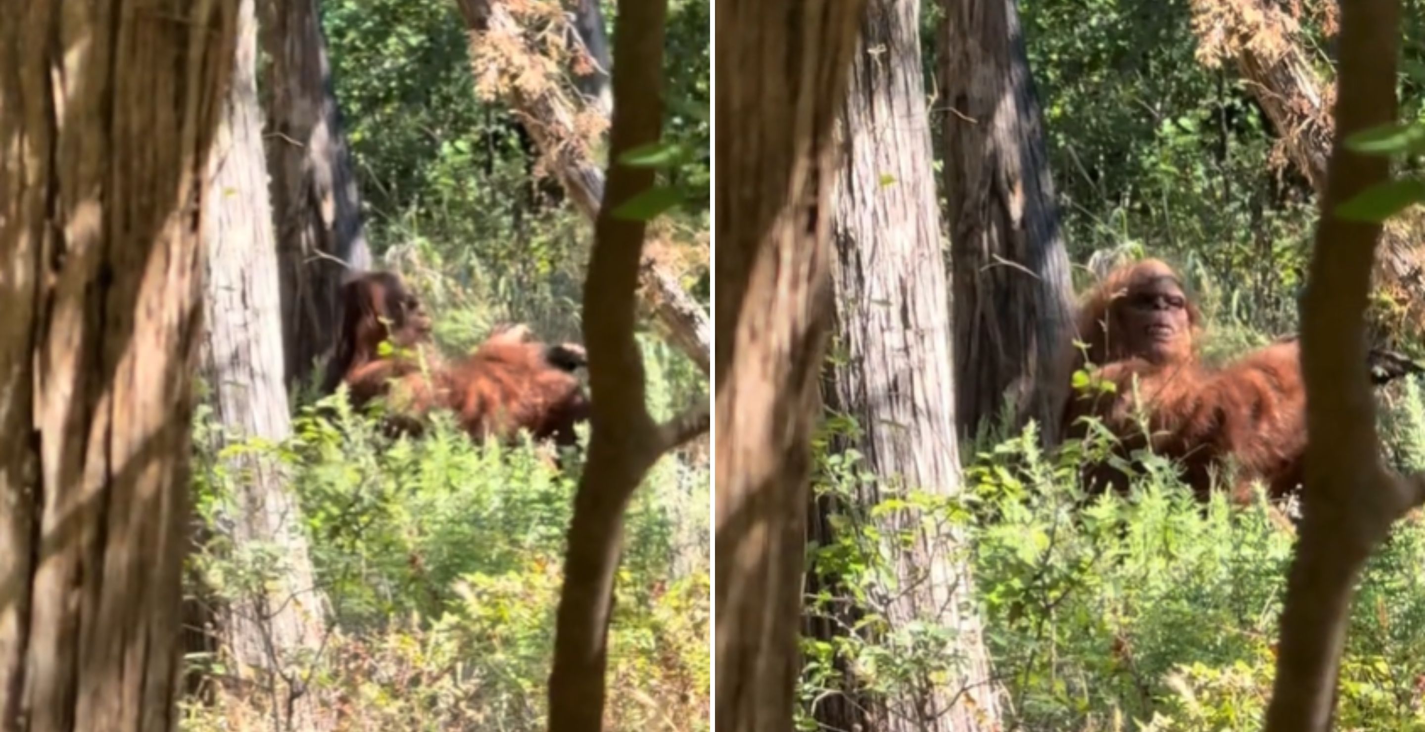 Bigfoot Is Real, And Now He's A TikTok Star Thanks To Viral Video