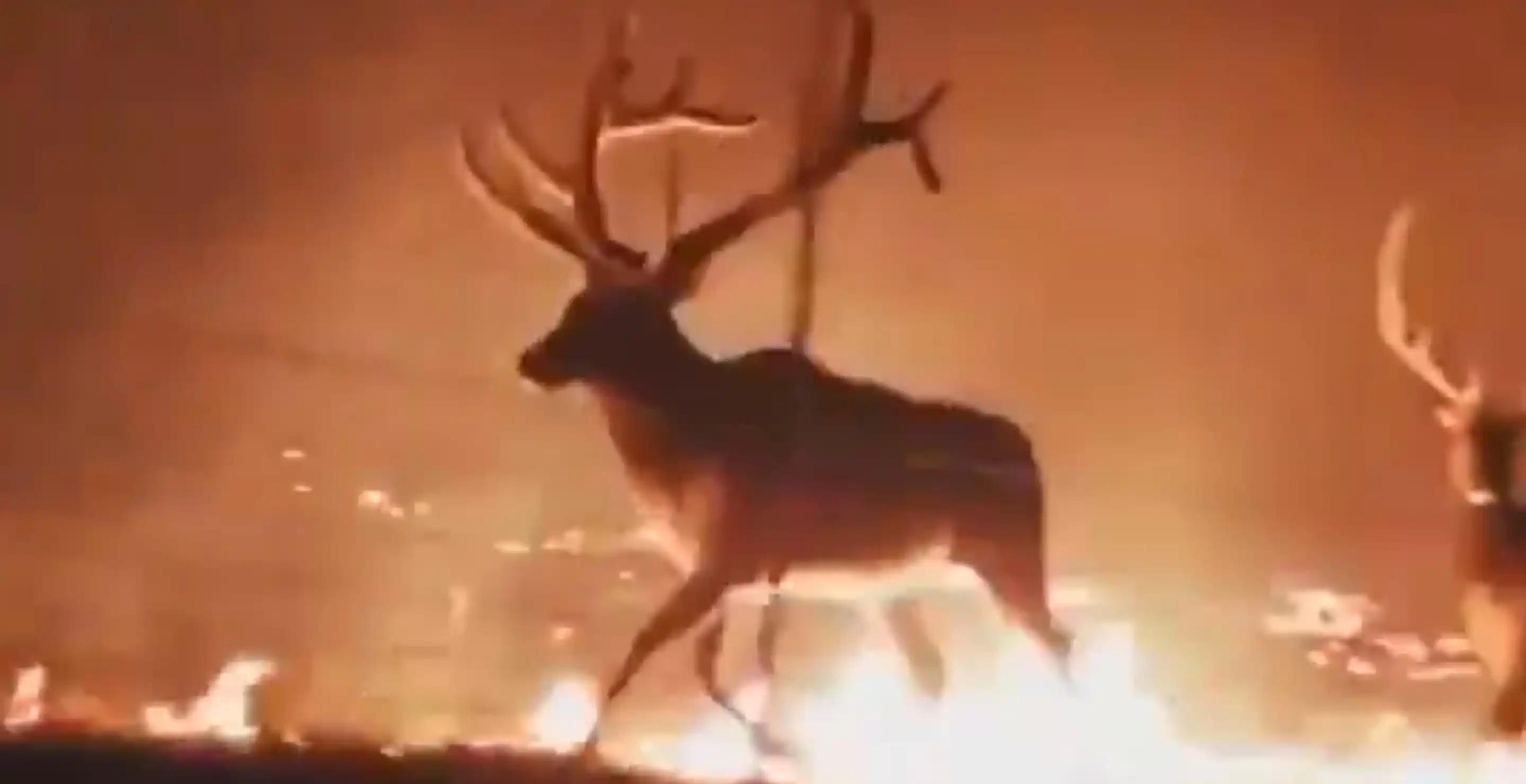 Wild Video Shows Elk Fleeing Through Flames As Wyoming Wildfires