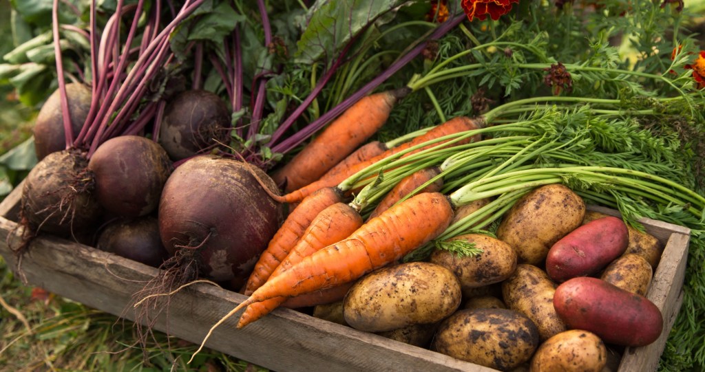 In-season fall veggies