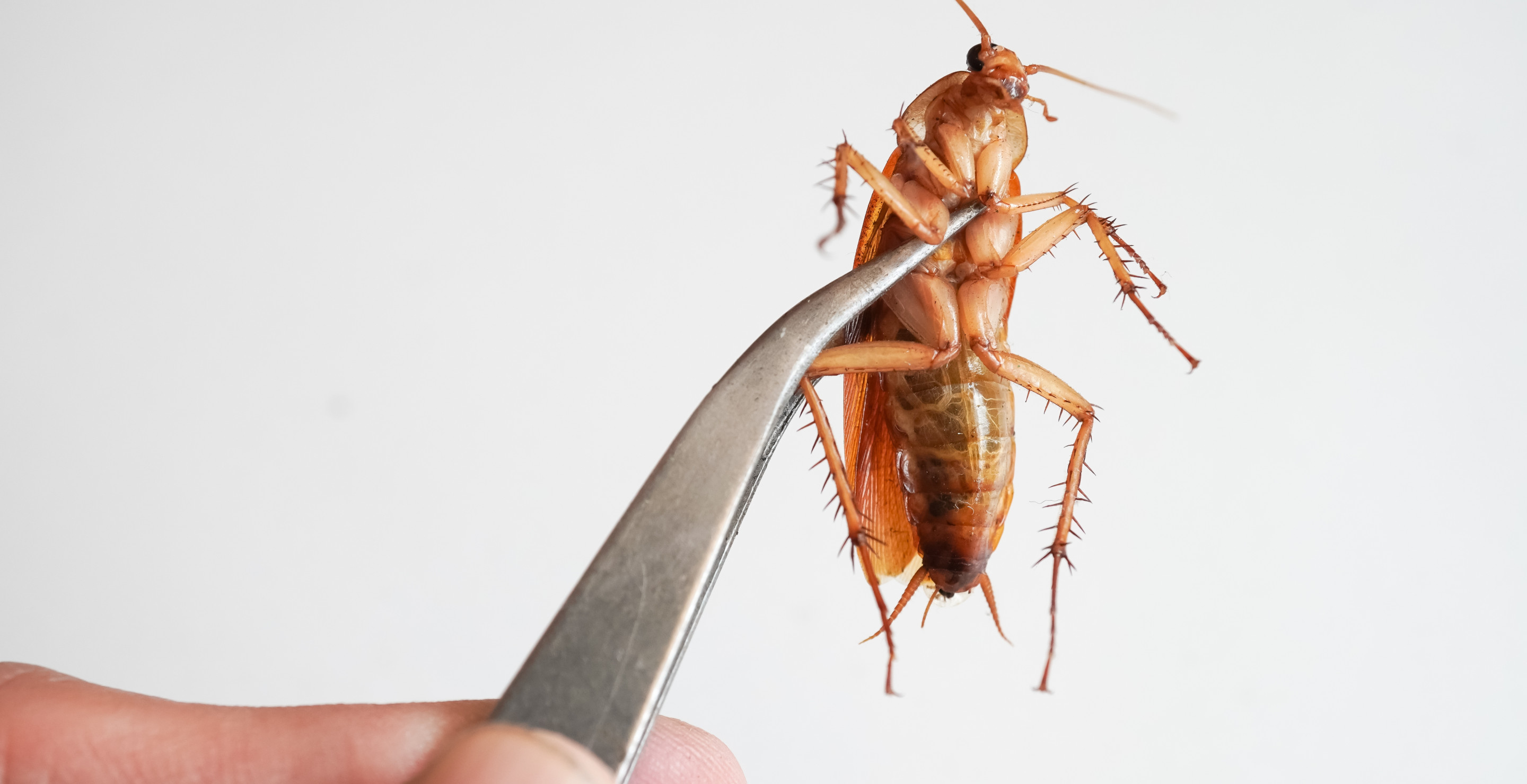 Man Thought He Had Indigestion, Horrified To Discover Cockroach In His Intestines