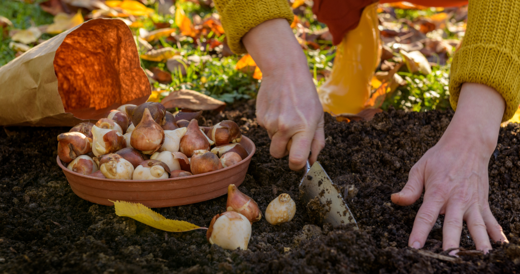 know when to plant your fall garden