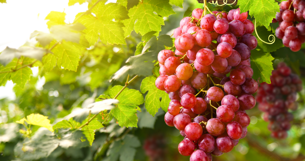 red grapes in-season fall fruits