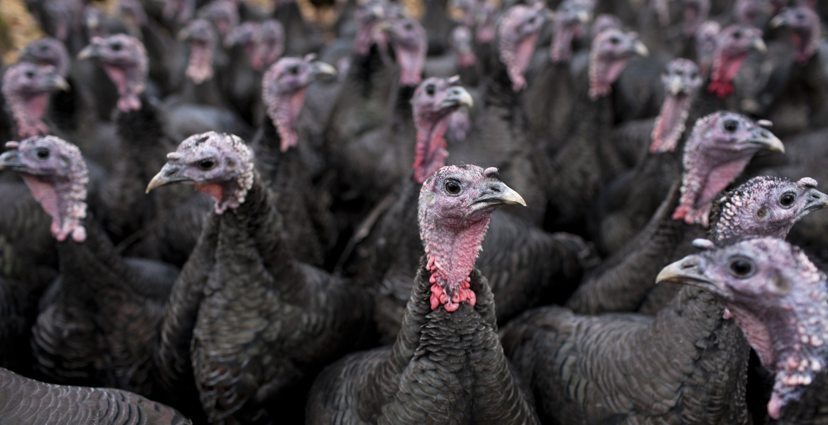 Butterball Facing Turkey Boycott Ahead Of Thanksgiving — Here's Why