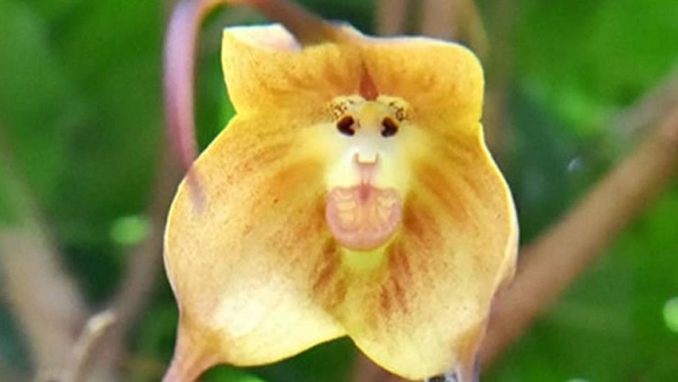 There's a species of orchid that looks like a monkey's face called 'Dracula  Simia'. It is