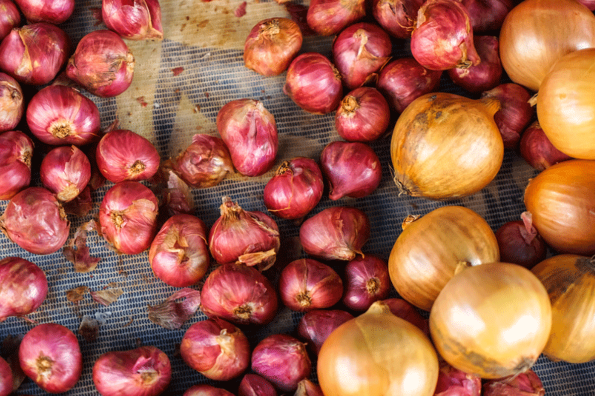 shallots-vs-onions-how-to-choose-what-to-use-for-dinner