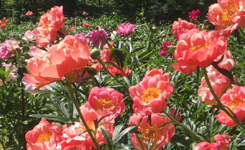 4 Types of Peony Seeds To Add To Your Garden or Decorative Pots