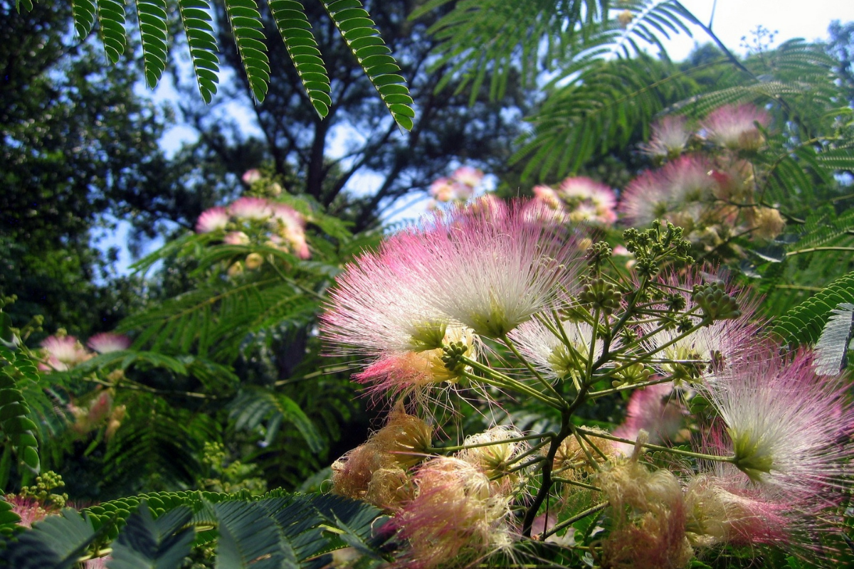 Mesquite Trees: The Most Important 'Trash Tree' in Texas