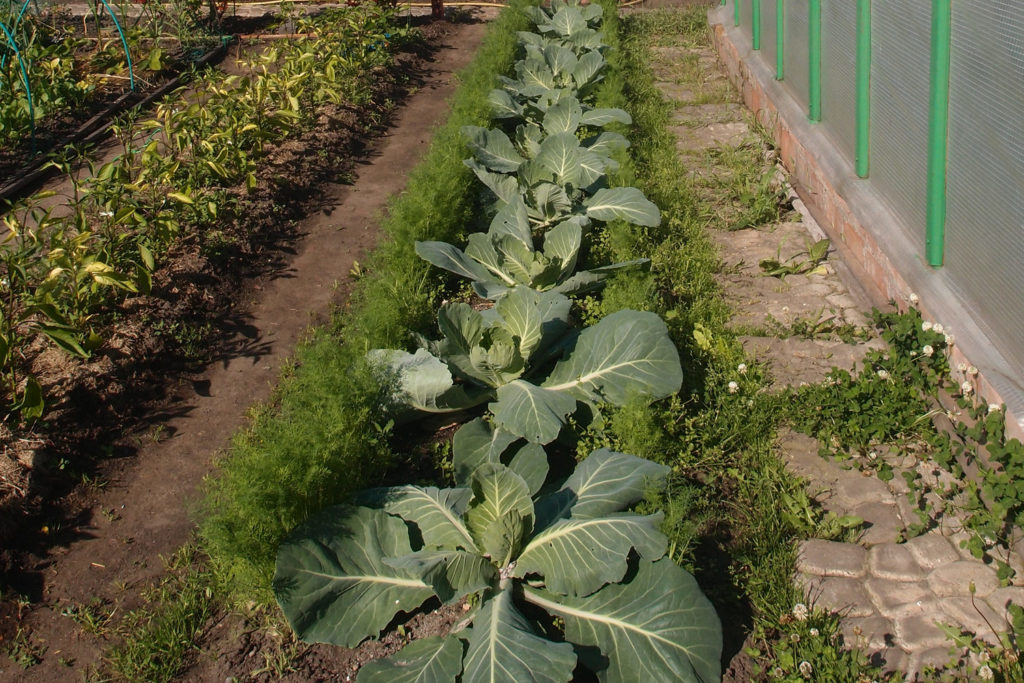 Cabbage in the garden